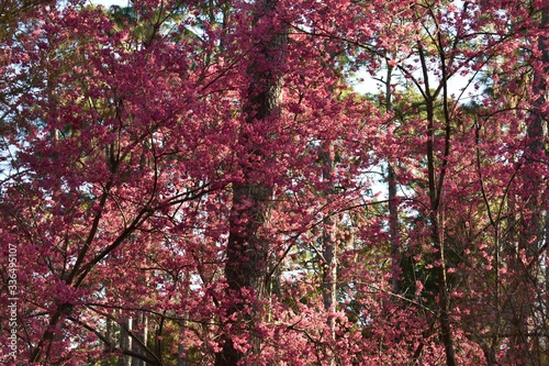 tree blossoms