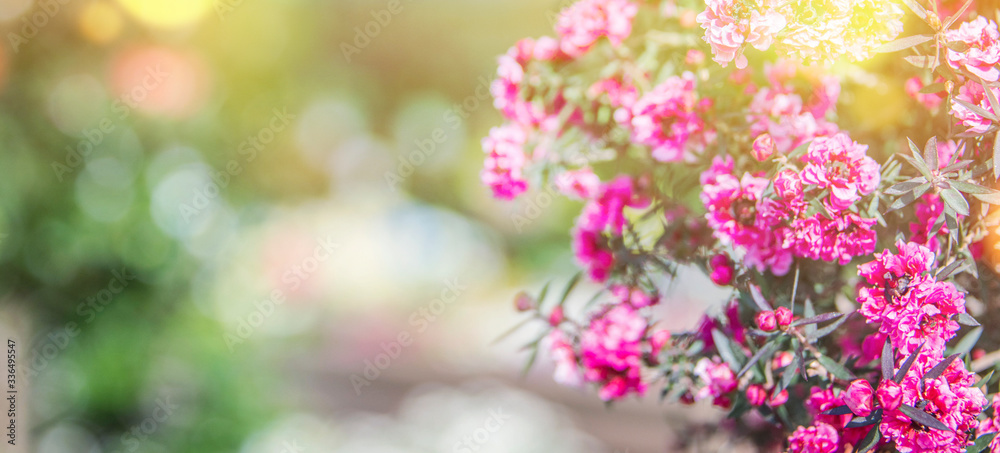Summer background with flower Summer background with flower