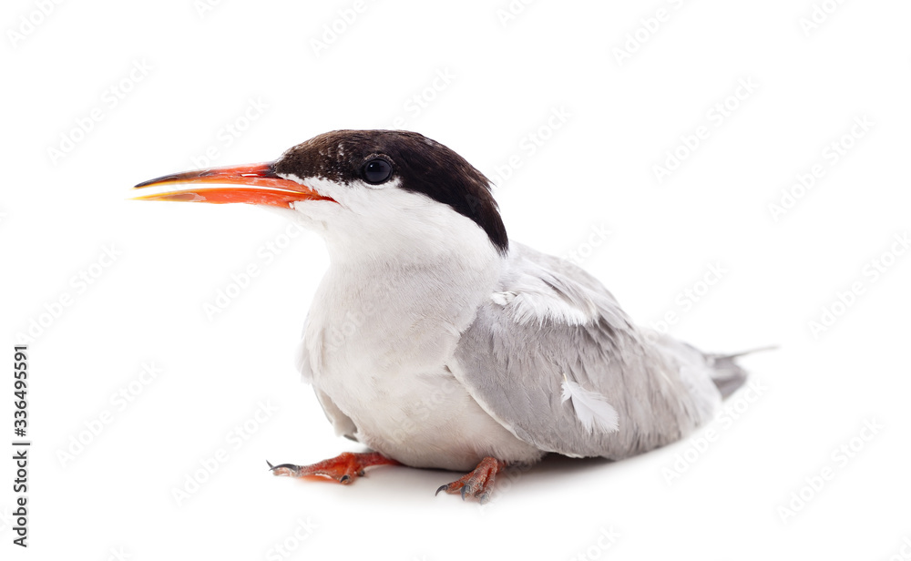 Obraz premium One beautiful seagull.