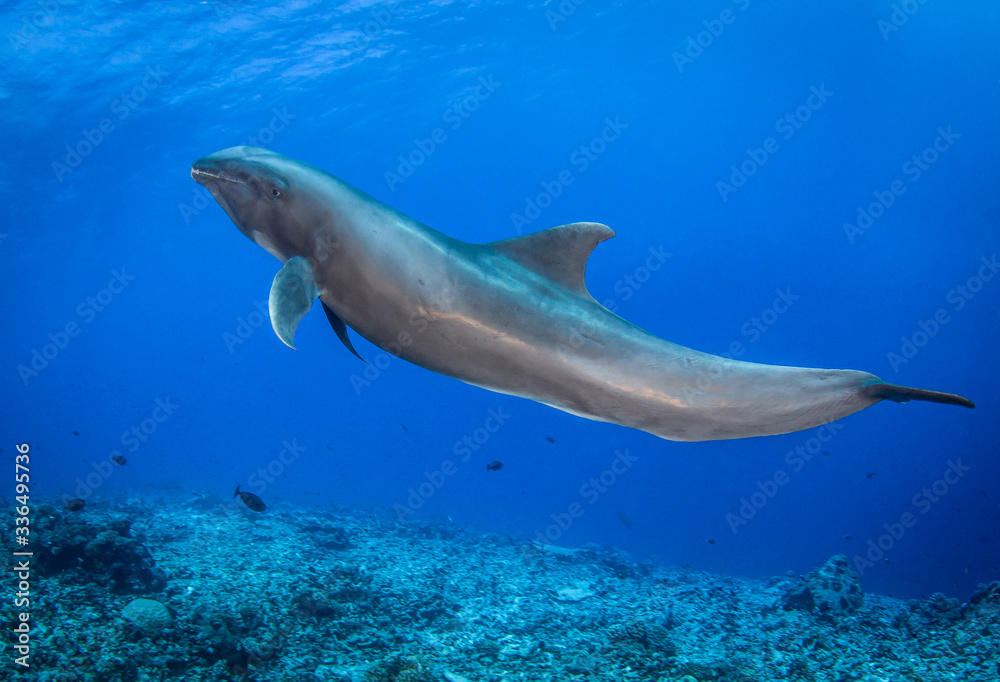 Naklejka premium dolphin underwater