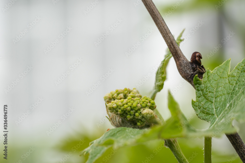 Grapes starting to grow in April Grapes starting to grow in April