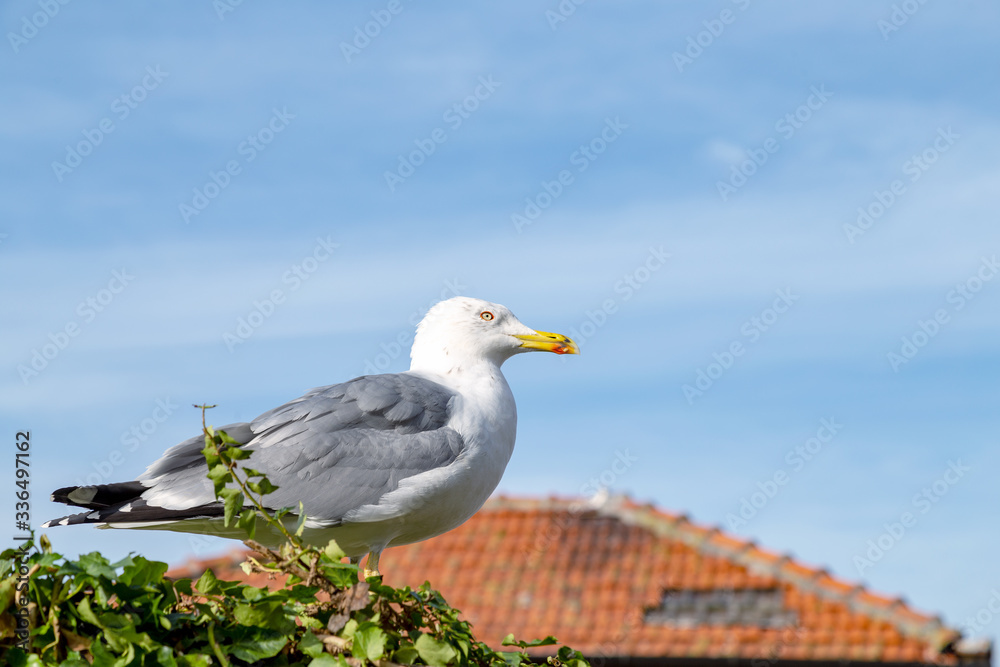Closeup of a seagull in Porto, Portugal Closeup of a seagull in Porto, Portugal