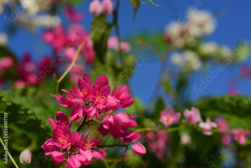 flower blooming.Beautiful flowers in the garden Blooming in the summer.Landscaped Formal Garden.