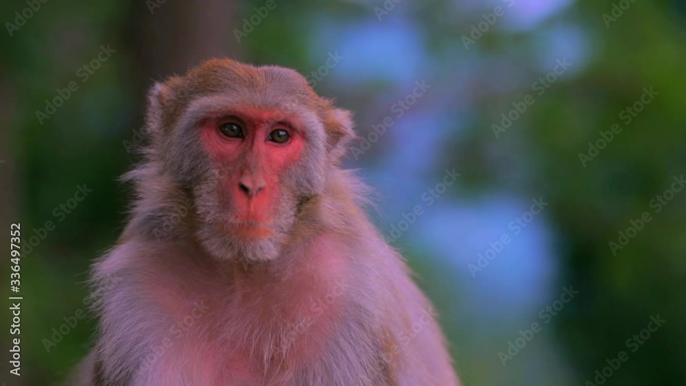 Closeup shot of a female monkey sitting alone and looking around in 4k Closeup shot of a female monkey sitting alone and looking around in 4k