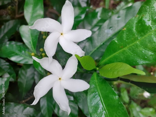 star shaped white flowers