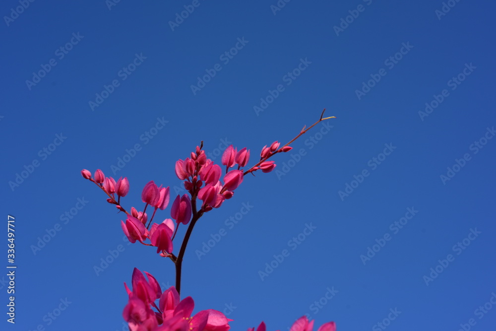 flower blooming.Beautiful flowers in the garden Blooming in the summer.Landscaped Formal Garden. flower blooming.Beautiful flowers in the garden Blooming in the summer.Landscaped Formal Garden.