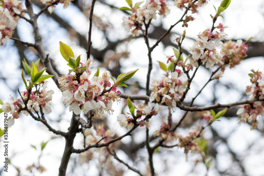 flowering apricot, beautiful white flowers on tree branches against the sky flowering apricot, beautiful white flowers on tree branches against the sky