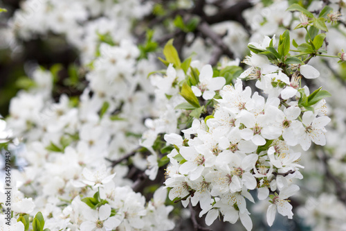 cherry blossoms, beautiful white flowers on spring trees