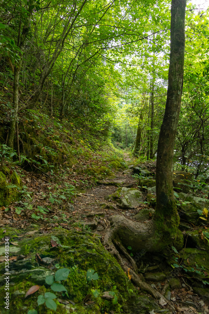 Smoky Mountains landscape along the trails. Smoky Mountains National Park, Tennessee, USA Smoky Mountains landscape along the trails. Smoky Mountains National Park, Tennessee, USA
