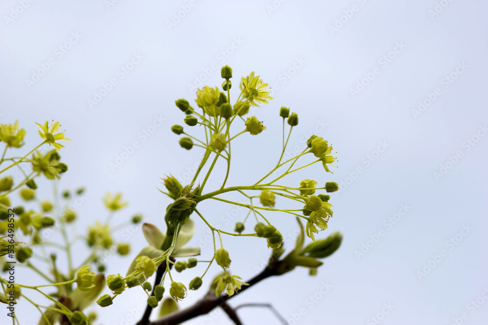 Obraz premium linden bloom, flower growth on a tree