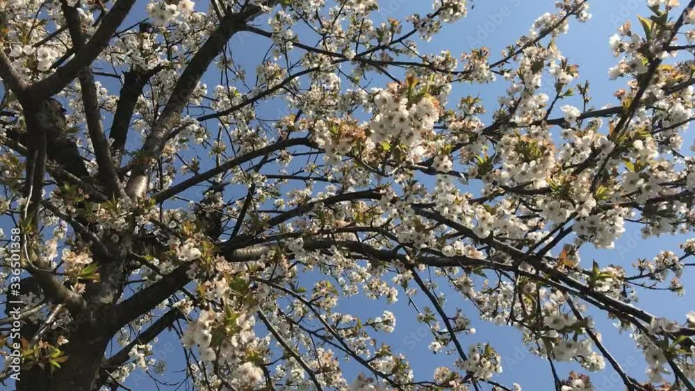 Cherry tree blossom and bees Cherry tree blossom and bees