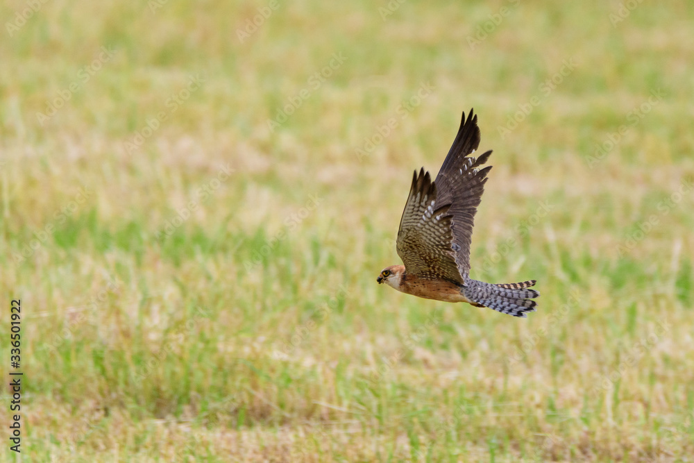 Fototapeta premium A red footed falcon (Falco vespertinus)