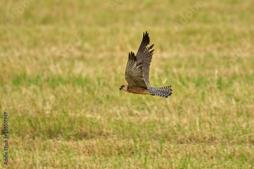 A red footed falcon (Falco vespertinus)