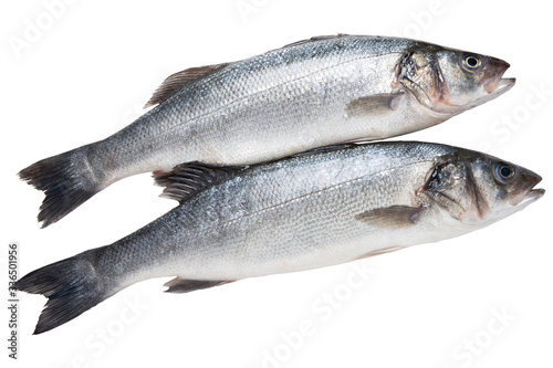 two silverfish seabass, on a white background, raw fresh fish