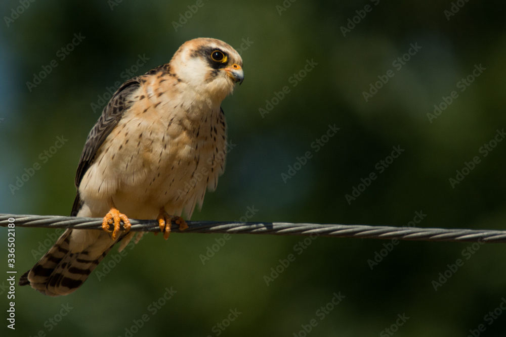 A red footed falcon (Falco vespertinus) A red footed falcon (Falco vespertinus)