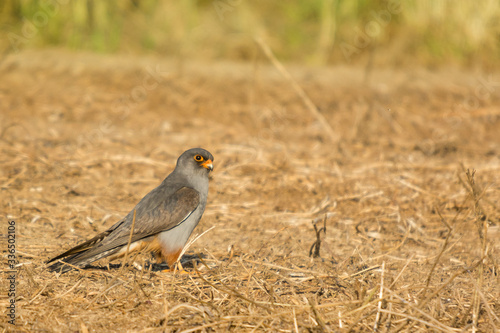 A red footed falcon (Falco vespertinus) photo