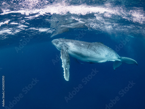 young humpback whale swimming beneath the surface Pacific Ocean near  Vava'u islands Tonga wave splash