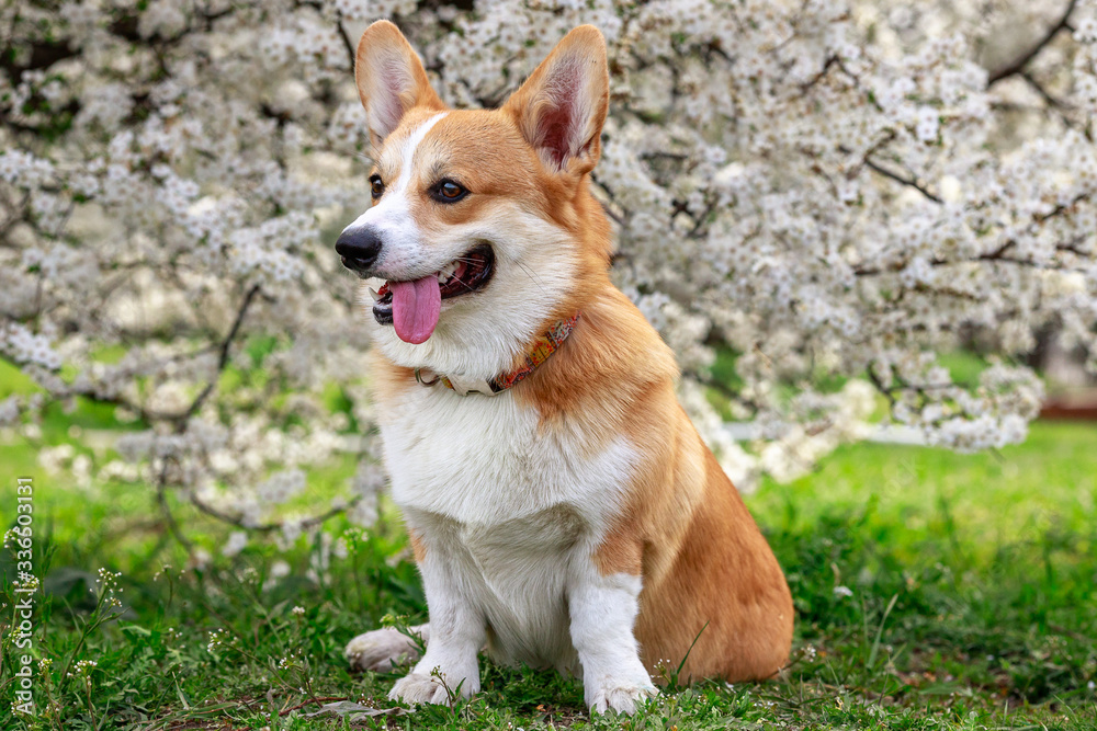 Portrait of a happy corgi on a background of a blossoming tree