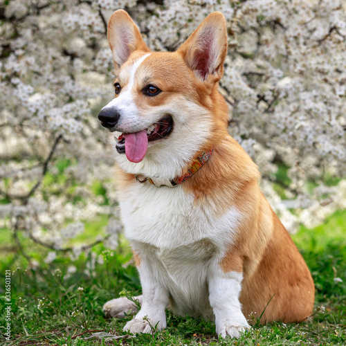 Portrait of a happy corgi on a background of a blossoming tree © Denis