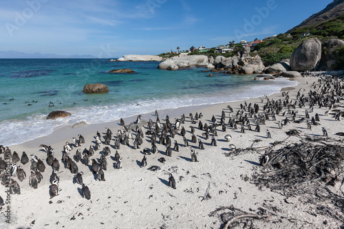 Penguins on the beach. Boulders beach colony. Sunny summer day