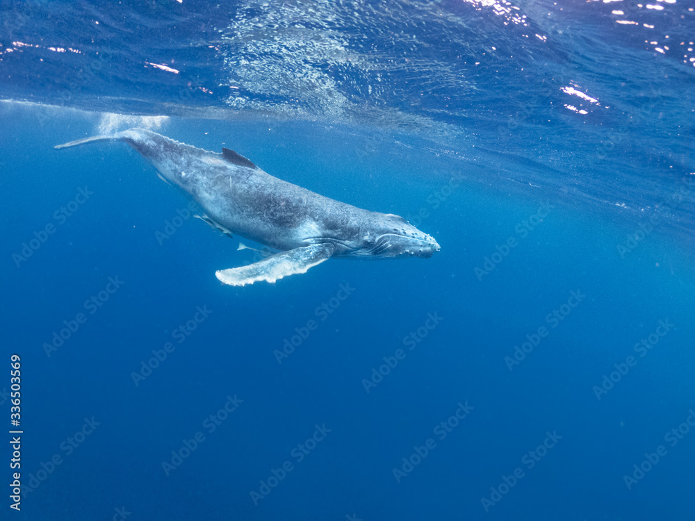 Obraz premium young humpback whale swimming beneath the surface Pacific Ocean near Vava'u islands Tonga wave splash