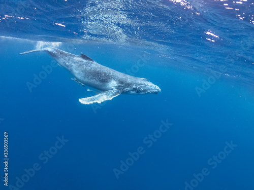 young humpback whale swimming beneath the surface Pacific Ocean near Vava'u islands Tonga wave splash