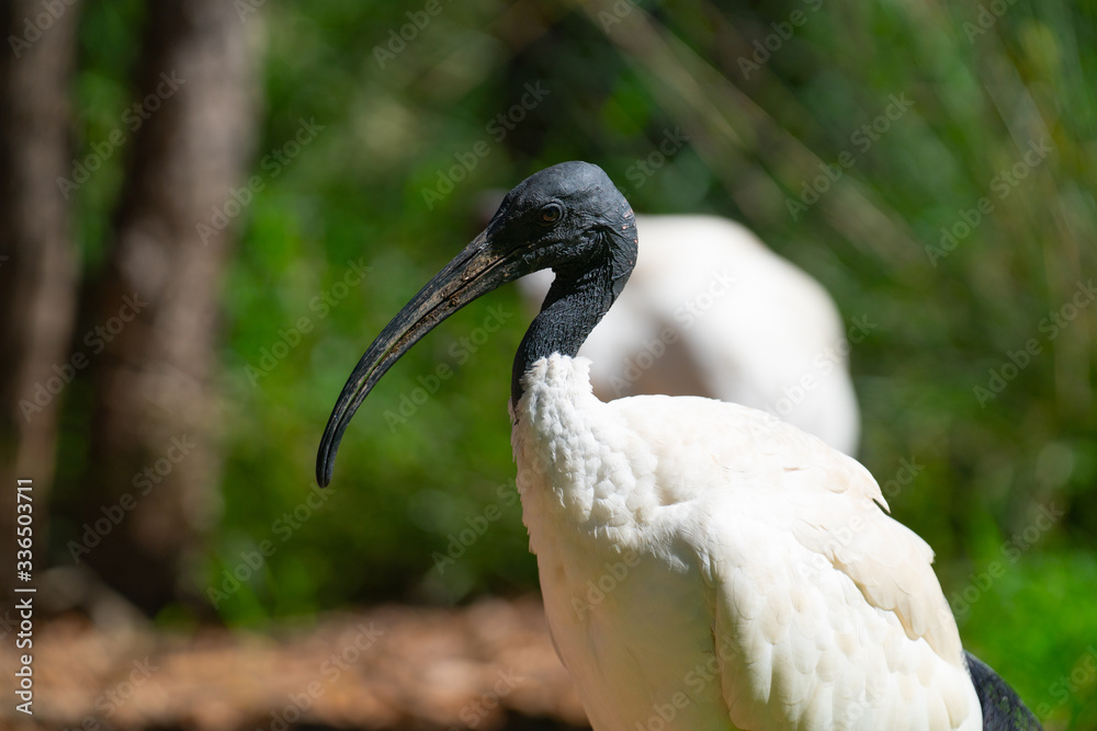 Fototapeta premium White ibis in Australia.