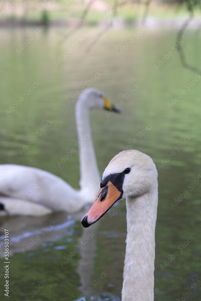 Ducks floating on the lake. Ducks floating on the lake.