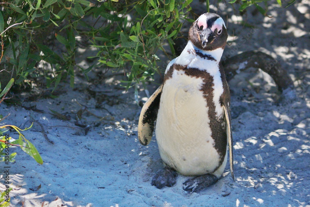 Naklejka premium Portrait of a sneaky Penguin at Boulders Beach