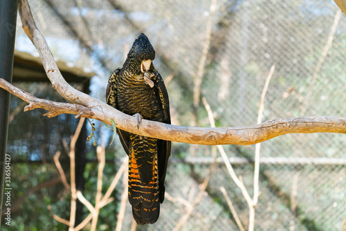 Female rad tailed black cockatoo photo