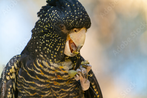 Female rad tailed black cockatoo photo