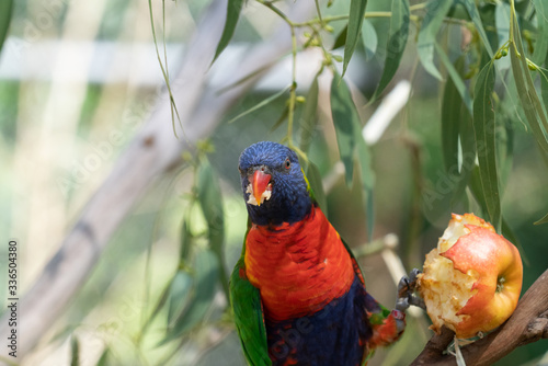 Rainbow lorikeet on branch on branch.