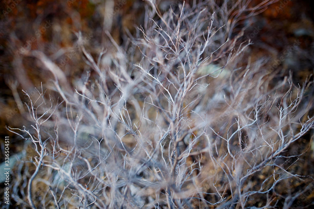Horizontal view. Image of a dry branch tree, macro texture of a grey dry bush. Horizontal view. Image of a dry branch tree, macro texture of a grey dry bush.