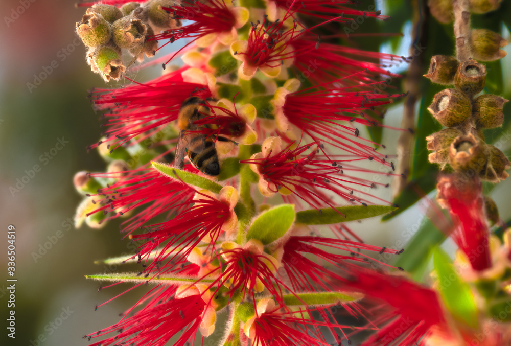 HDR Photo of a Honey Bee on a Bottle Brush flower 1