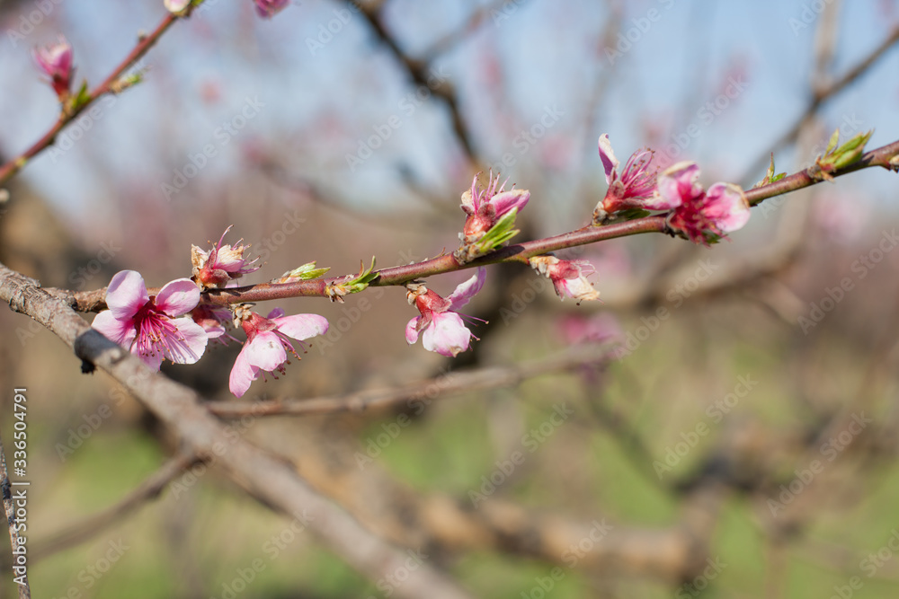 Obraz premium flowering of peach tree with pink flowers in spring