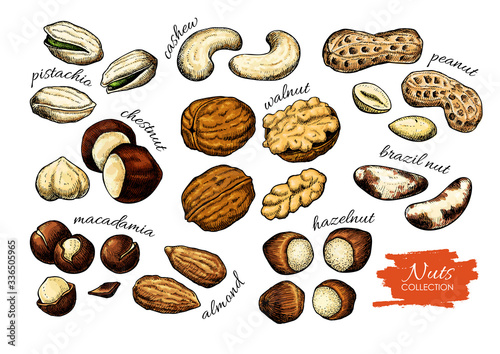 Nuts vector drawing. Detailed food illustration. Hand drawn sketch objects.