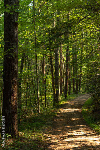 Fototapeta Naklejka Na Ścianę i Meble -  Smoky Mountains landscape along the trails in and around the Abrams Creek area.  Smoky Mountains National Park, Tennessee, USA