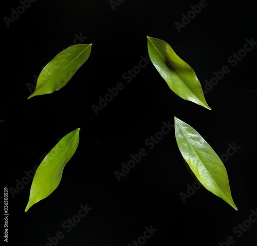 Green leaves on black background. decorative concept