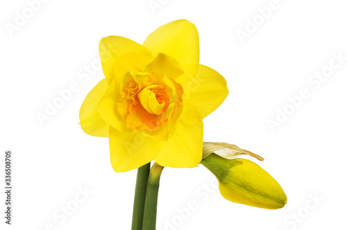 Double daffodil and bud