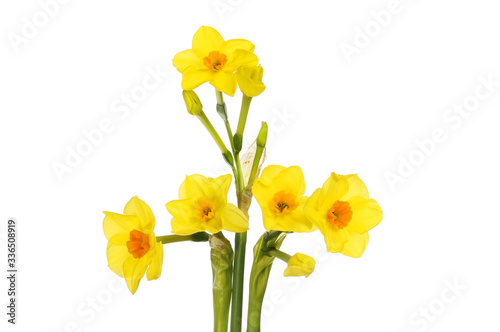 Fototapeta Naklejka Na Ścianę i Meble -  Soleil D'Or narcissus flowers