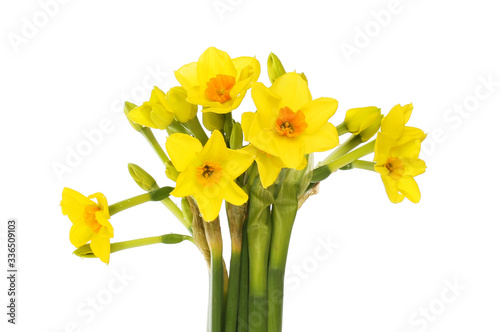 Group of narcissus flowers © Richard Griffin