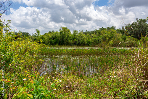 Wetlands at Long Key Natural Area  Davie  Florida  USA