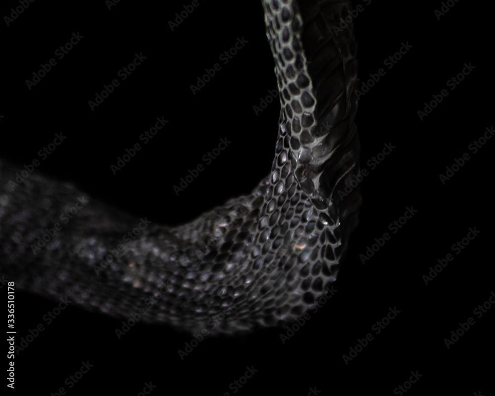 Naklejka premium culebra