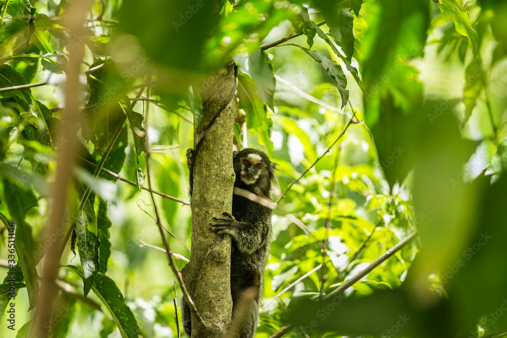 Macaco na arvore da floresta