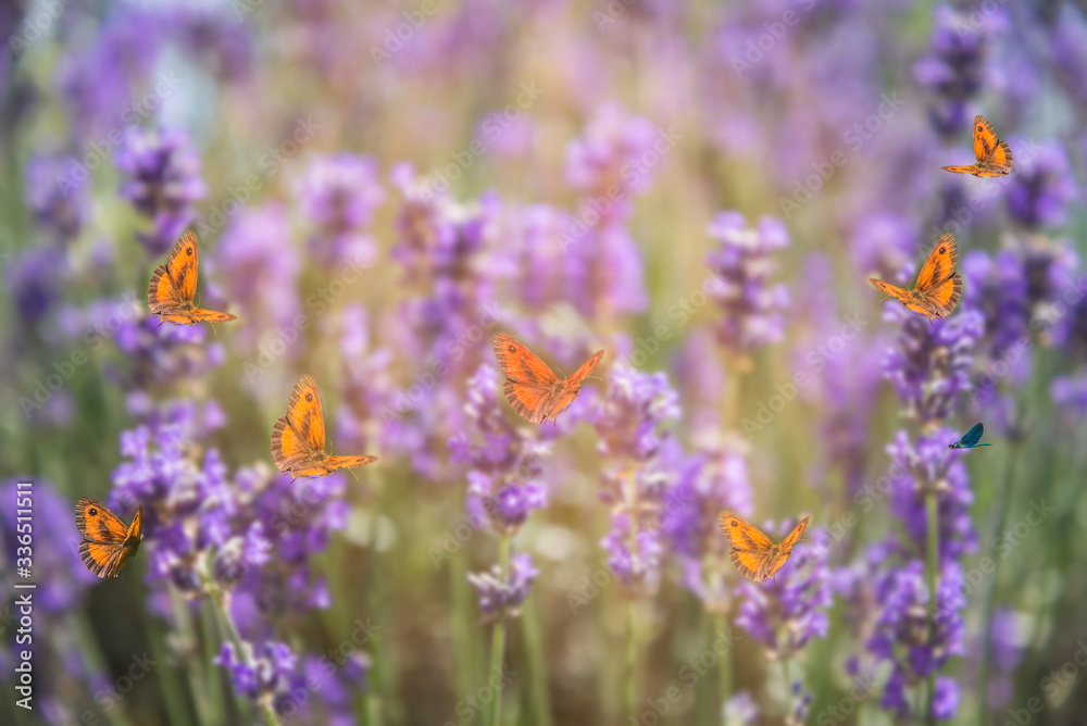 Obraz premium Natural blurred background with many butterflies. Many butterlies flying in lavender meadow