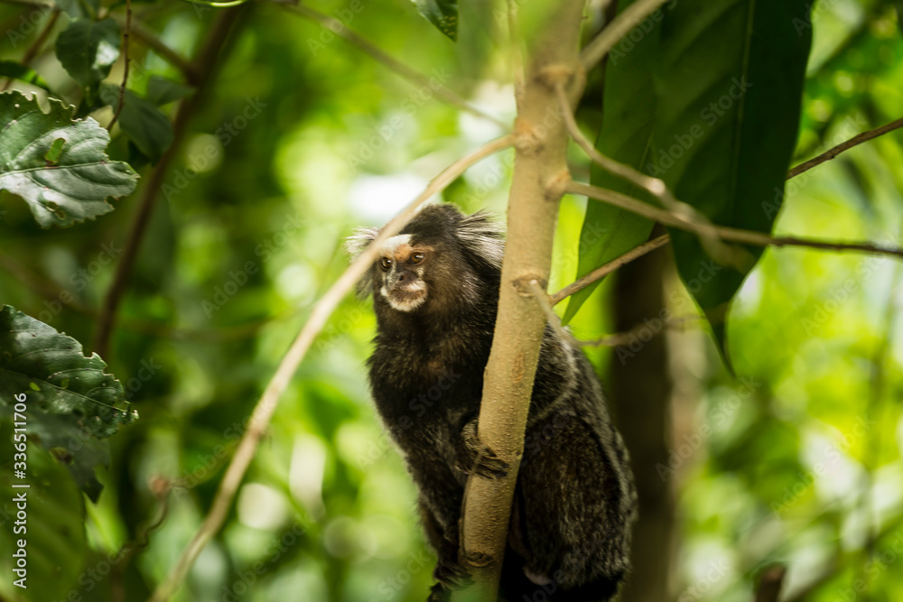 Naklejka premium Macaco na arvore da floresta