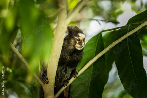 Macaco na arvore da floresta