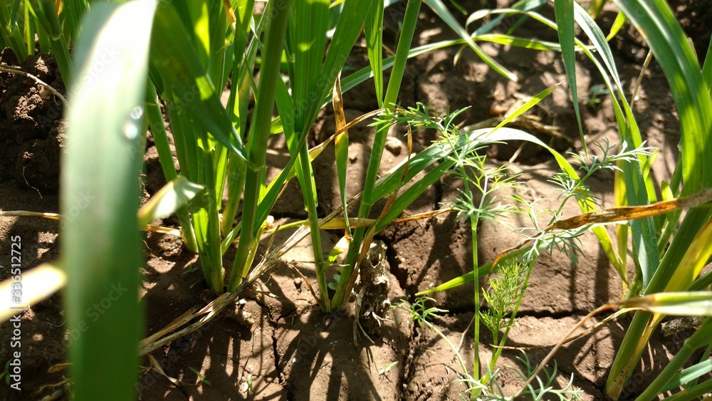 Small Coriander Plant in Field, Multicrop, Daund, India Small Coriander Plant in Field, Multicrop, Daund, India