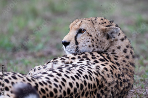 Close-up on a cheetah lying on the ground head raised looking up
