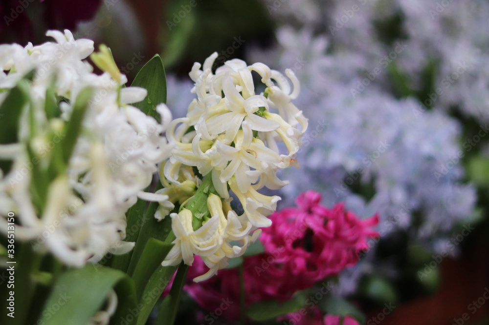 Hyacinth flower in the store Hyacinth flower in the store